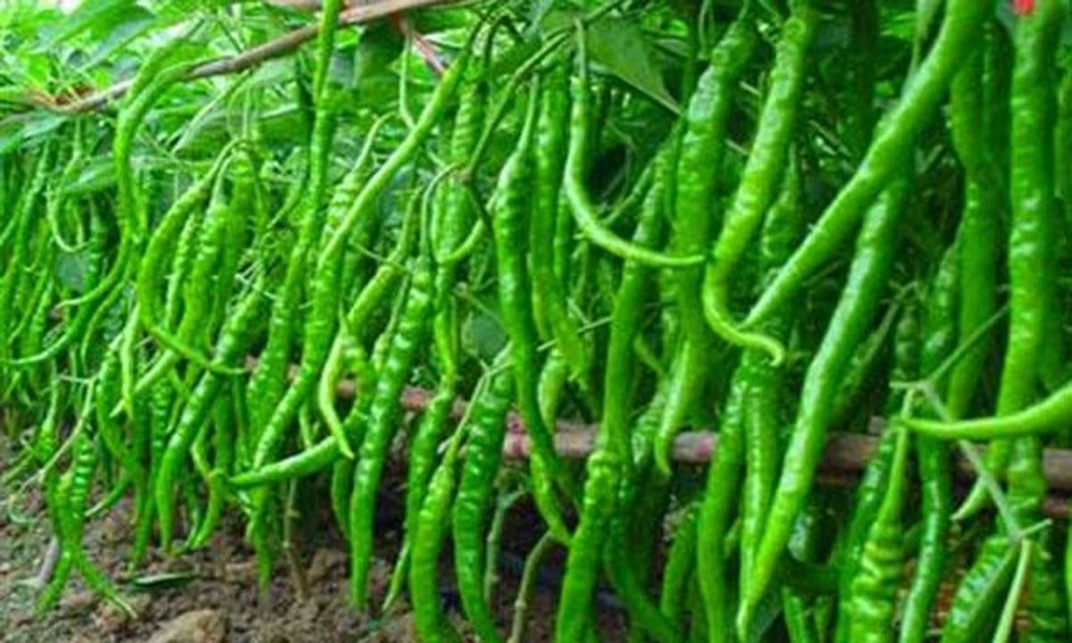 सेहत - त्वचा के लिए बेहद लाभदायक है हरी मिर्च
