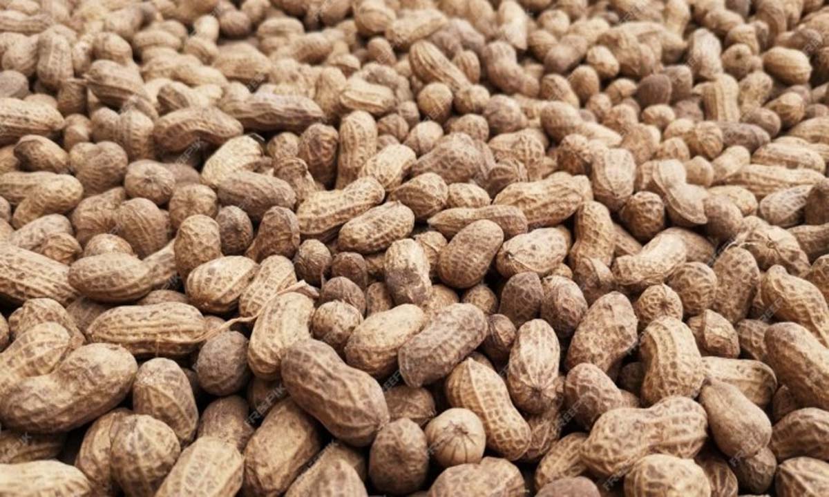 ठंड में जरूर करे मूंगफली का सेवन