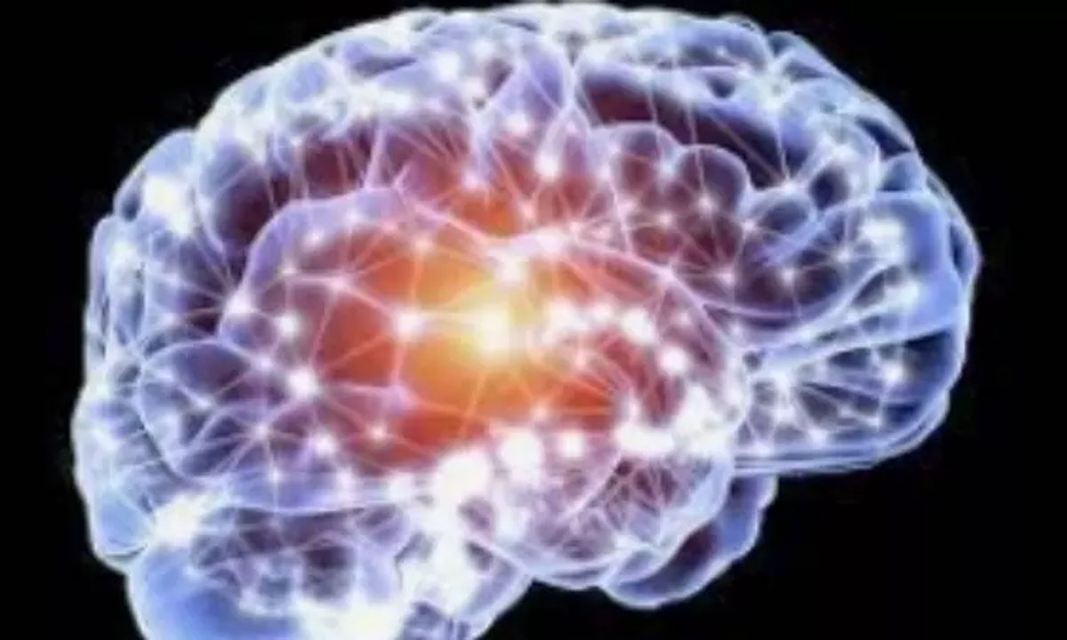 Brain कोशिका की खोज से प्रजनन उपचार की आशा जागी