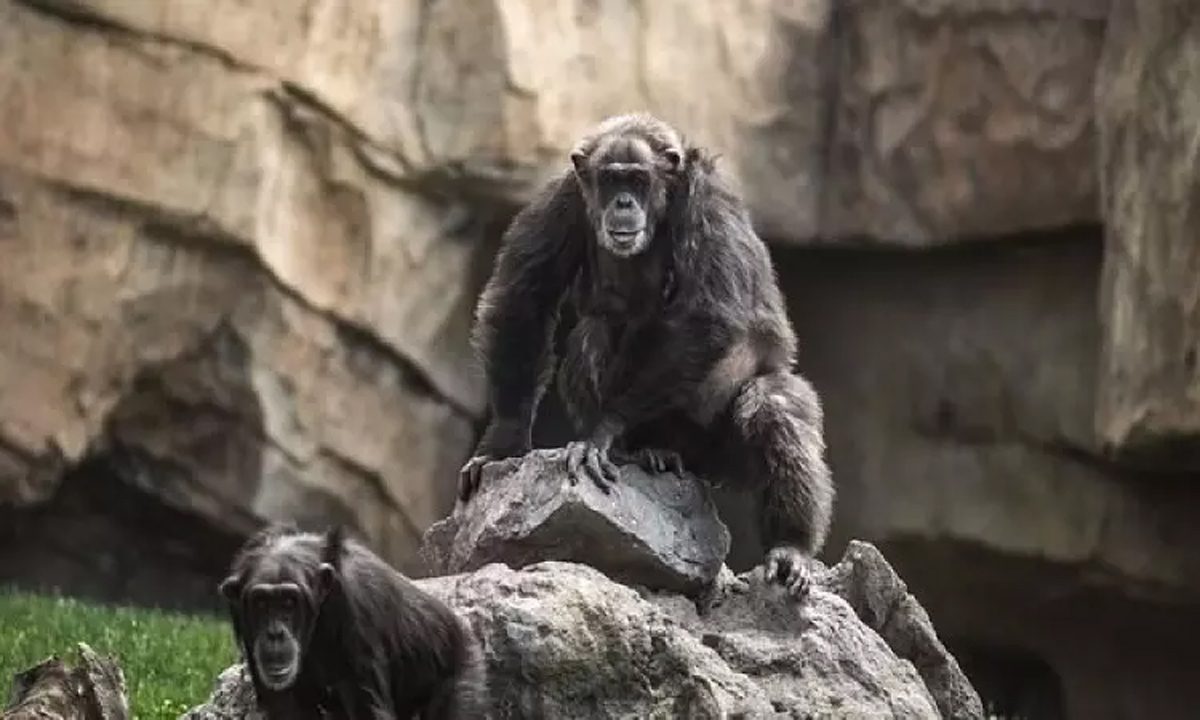 वानर उन मित्रों को याद रखते हैं जिन्हें उन्होंने दशकों से नहीं देखा