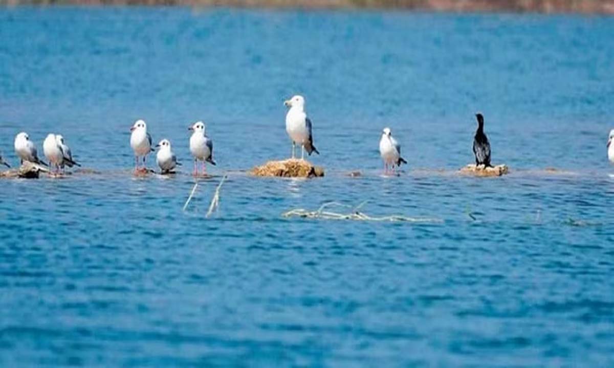 Karnataka: जंगल की कटाई, जलवायु परिवर्तन का पक्षियों पर असर