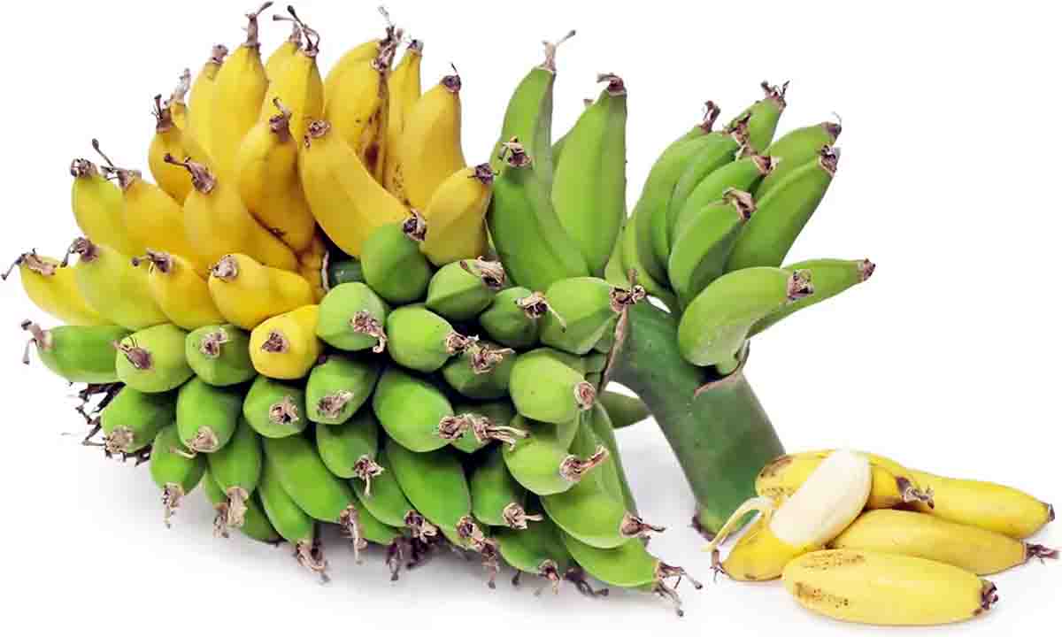 इतनी तरह के केले से मशहूर वैरायटी के बारे में जाने