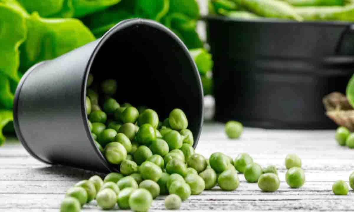 health tips : सर्दियों में ज्यादा मटर खाना शरीर के लिए हानिकारक