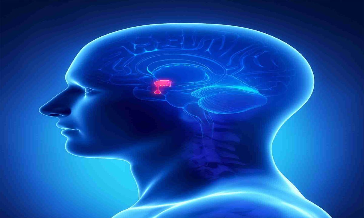 Growth hormone's anxiety-relieving mechanism identified
