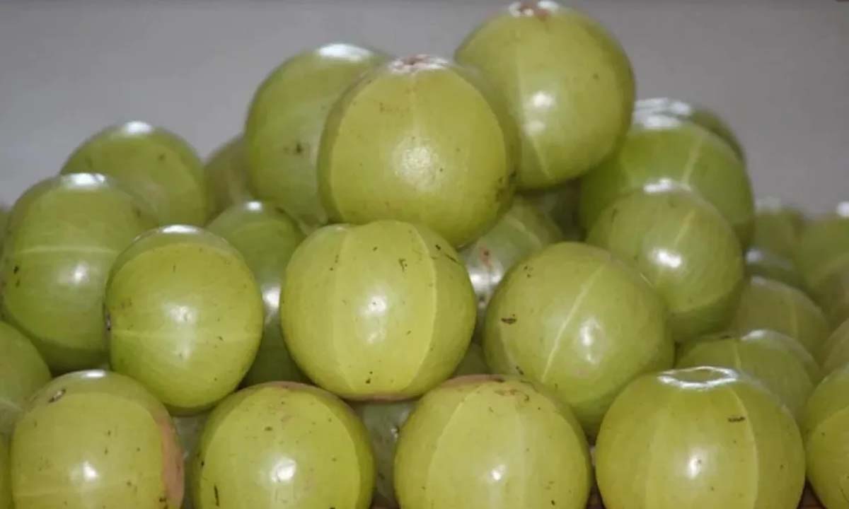सर्दियों में आंवले का इस्तेमाल जरूर करे