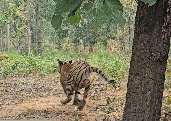 तमोर पिंगला टायगर रिजर्व में गूंजेगी बाघ की दहाड़